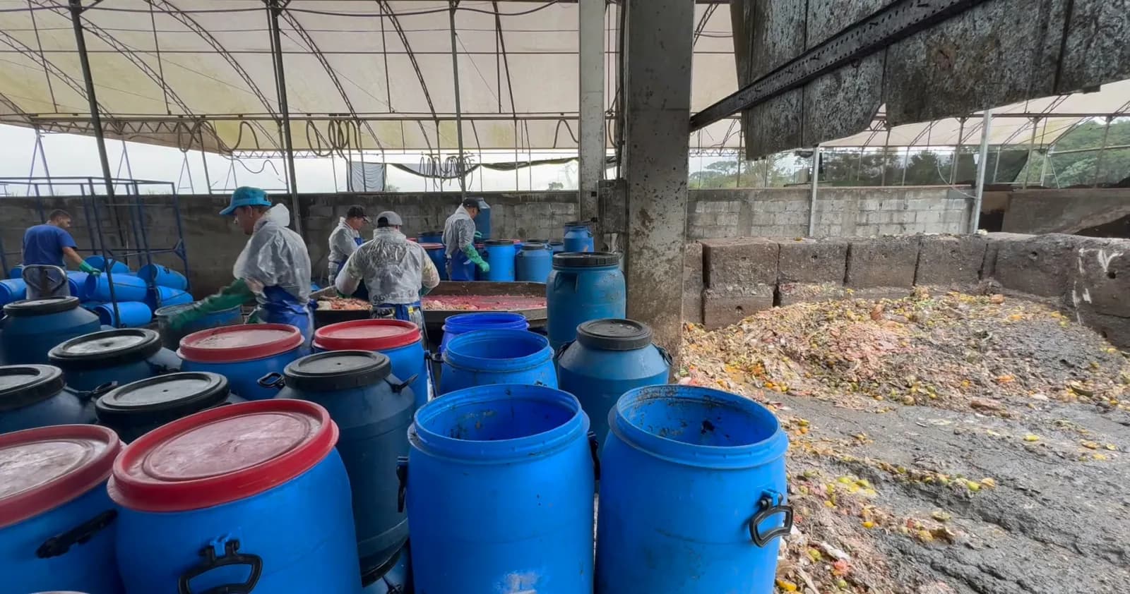 Composta+ workers sorting collected food waste beside blue organics barrels.